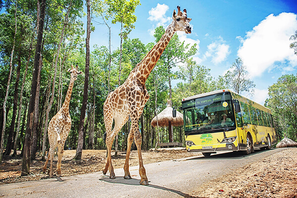vinpearl safari địa điểm du lịch phú quốc