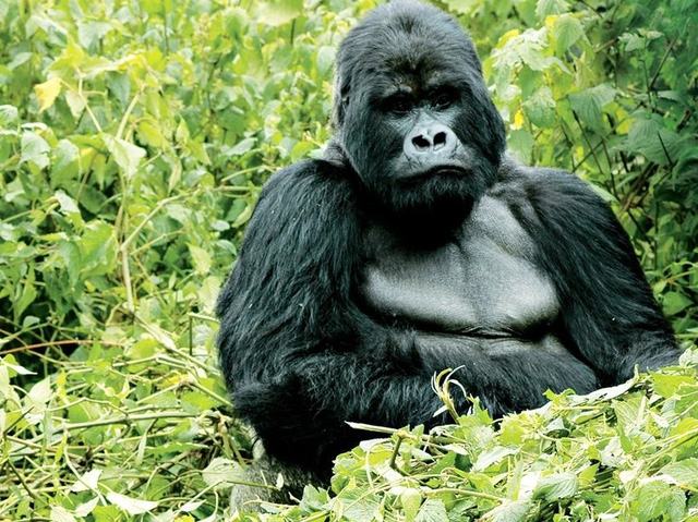 rwanda
