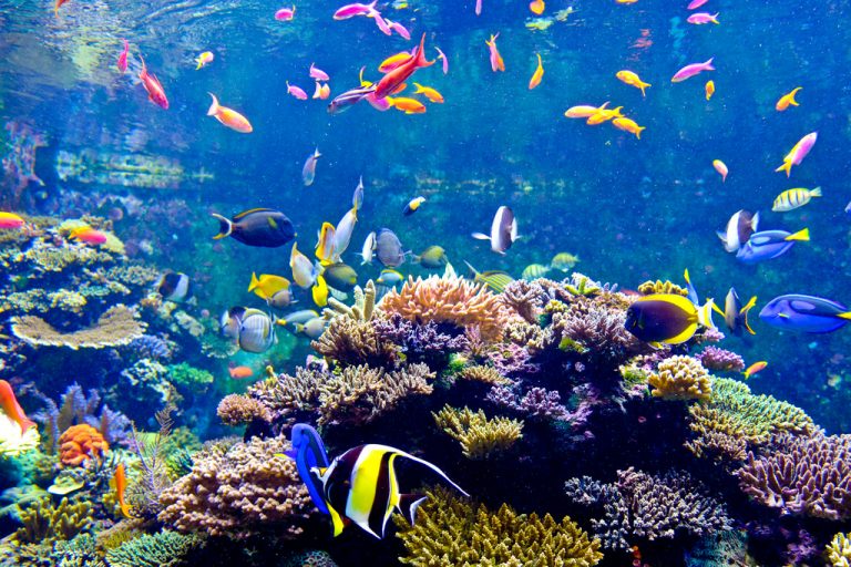 Thủy cung aquarium