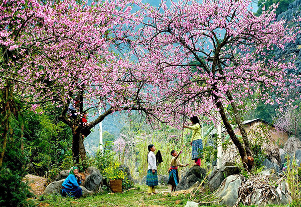 du lịch dịp tết sapa elines